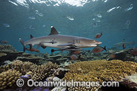 Whitetip Reef Shark on coral reef Photo - David Fleetham