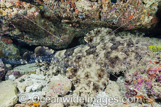 Tasselled Wobbegong Shark (Eucrossorhinus dasypogon). Also known as Ogilbys Wobbegong and Carpet Shark. Raja Ampat, Indonesia. Photo - David Fleetham Tasselled Wobbegong Shark (Eucrossorhinus dasypogon). Also known as Ogilbys Wobbegong and Carpet Shark. Raja Ampat, Indonesia. Photo - David Fleetham