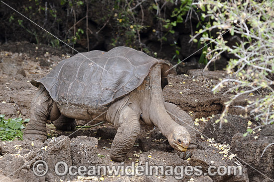 George, the last Pinta Island Giant Tortoise (Chelonoidis nigra abingdonii). Died June 24th, 2012 and was believed to be around 100 years old. This photo was taken in 2009 at the Charles Darwin Research Station where George had lived since 1972. Santa Cru Photo - David Fleetham George, the last Pinta Island Giant Tortoise (Chelonoidis nigra abingdonii). Died June 24th, 2012 and was believed to be around 100 years old. This photo was taken in 2009 at the Charles Darwin Research Station where George had lived since 1972. Santa Cru Photo - David Fleetham