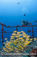 Shipwreck Hawaii Photo - David Fleetham