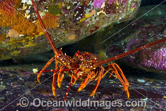 Red Spiny Lobster (Jasus edwardsii). Also known as Southern Rock Lobster or Crayfish. Found from Dongara, WA, to Coffs Harbour, NSW, and around Tas. Also New Zealand. Photo taken in Governor Island Marine Sanctuary, Bicheno, Tasmania, Australia. Photo - Gary Bell