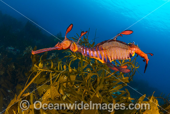 Weedy Seadragon (Phyllopteryx taeniolatus). Found in temperate coastal waters of Australia, from Geraldton, WA, to Port Stephens, NSW, and around Tas. Photo taken off Bicheno, Tasmania, Australia. Endemic to Australia. Photo - Gary Bell Weedy Seadragon (Phyllopteryx taeniolatus). Found in temperate coastal waters of Australia, from Geraldton, WA, to Port Stephens, NSW, and around Tas. Photo taken off Bicheno, Tasmania, Australia. Endemic to Australia. Photo - Gary Bell
