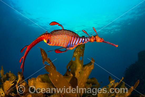 Weedy Seadragon (Phyllopteryx taeniolatus). Found in temperate coastal waters of Australia, from Geraldton, WA, to Port Stephens, NSW, and around Tas. Photo taken off Bicheno, Tasmania, Australia. Endemic to Australia. Photo - Gary Bell Weedy Seadragon (Phyllopteryx taeniolatus). Found in temperate coastal waters of Australia, from Geraldton, WA, to Port Stephens, NSW, and around Tas. Photo taken off Bicheno, Tasmania, Australia. Endemic to Australia. Photo - Gary Bell