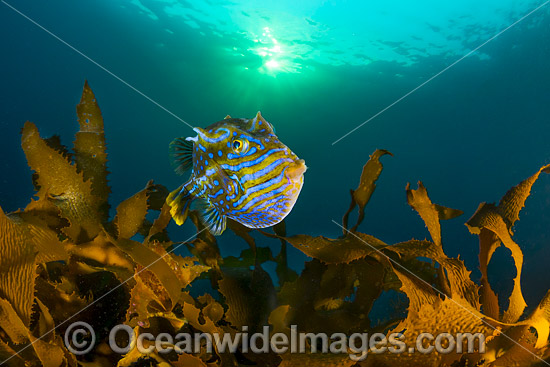 Shaw's Cowfish (Aracana aurita), male, amongst kelp. Also known as Boxfish. Found throughout the temperate waters of southern Australia, including Tasmania. Photo taken off Bicheno, Tasmania, Australia. Photo - Gary Bell Shaw's Cowfish (Aracana aurita), male, amongst kelp. Also known as Boxfish. Found throughout the temperate waters of southern Australia, including Tasmania. Photo taken off Bicheno, Tasmania, Australia. Photo - Gary Bell