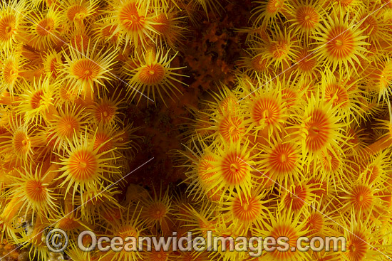 Yellow Zoanthids Tasmania photo