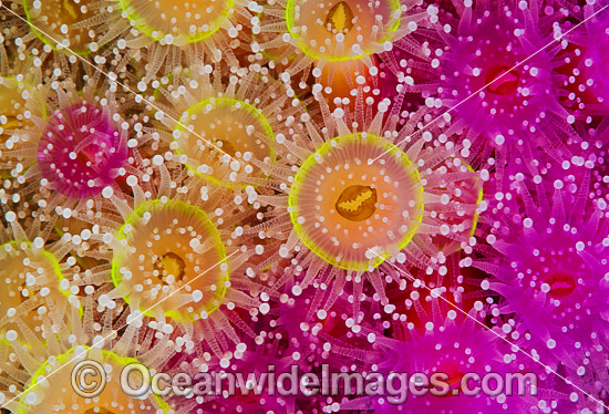 Jewel Anemones photo Jewel Anemones photo