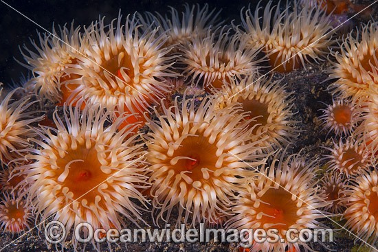 Sea Anemone Tasmania photo
