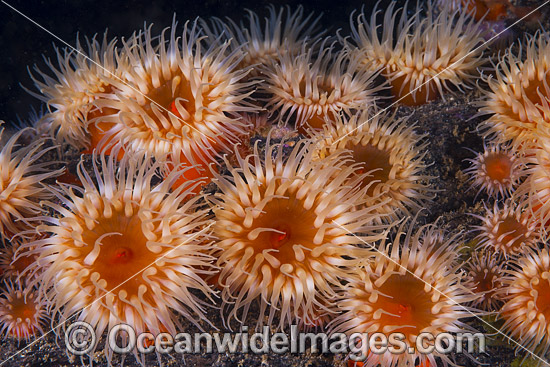 Sea Anemone Tasmania photo Sea Anemone Tasmania photo