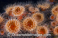 Sea Anemone Tasmania Photo - Gary Bell