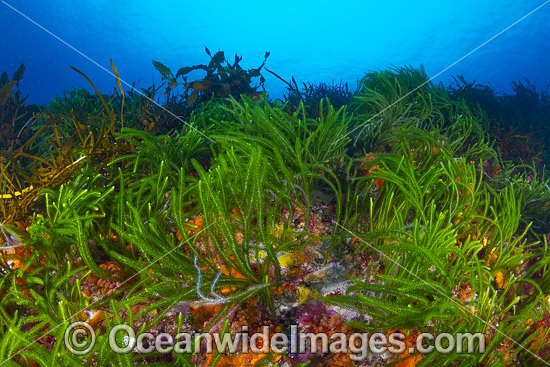 Sea Algae Bicheno photo
