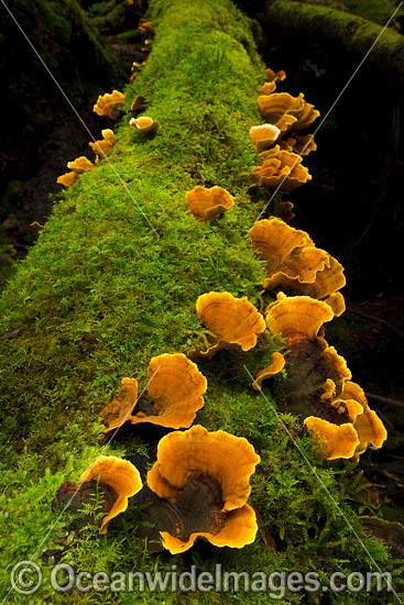 Fungi on Tree Tasmania photo