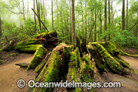 Mount Field National Park Photo - Gary Bell