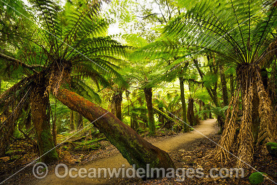 Mount Field National Park photo