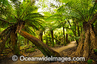 Mount Field National Park Photo - Gary Bell