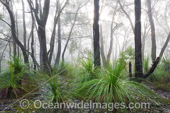 Morning mist in eucalypt bushland, dotted with grass trees. Near Ballarat, Victoria, Australia. Photo - Gary Bell