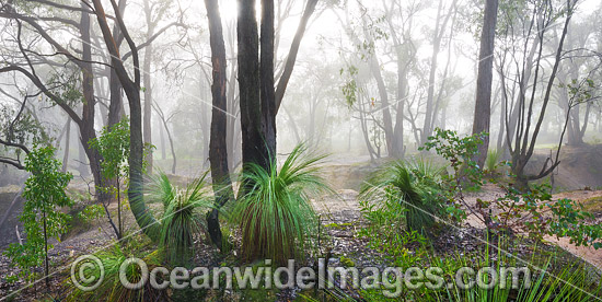 Morning mist in eucalypt bushland, dotted with grass trees. Near Ballarat, Victoria, Australia. Photo - Gary Bell Morning mist in eucalypt bushland, dotted with grass trees. Near Ballarat, Victoria, Australia. Photo - Gary Bell