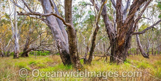 Box-ironbark Forest, situated in the Heathcote-Graytown National Park, near Graytown, Victoria, Australia. Photo - Gary Bell