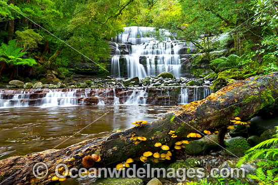 Liffey Falls Tasmania photo