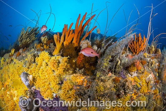Bicheno Reef Tasmania photo