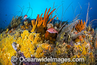 Bicheno Reef Tasmania Photo - Gary Bell