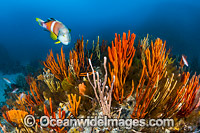 Bicheno Reef Tasmania Photo - Gary Bell