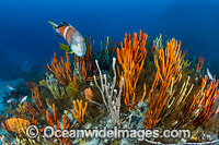 Bicheno Reef Tasmania Photo - Gary Bell