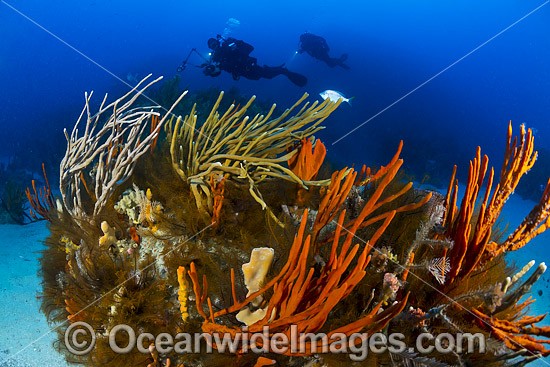 Divers on Tasmanian Reef photo