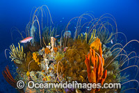 Bicheno Reef Tasmania Photo - Gary Bell