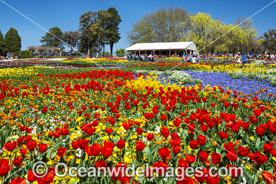 Floriade Festival Canberra photo