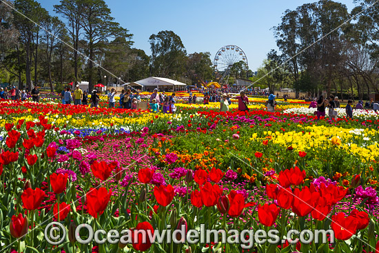 Floriade Festival Canberra photo