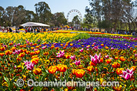 Floriade Festival Canberra Photo - Gary Bell