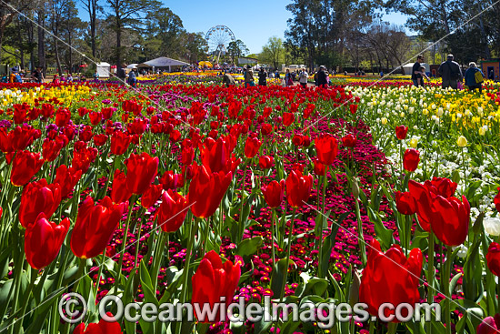 Floriade Festival Canberra photo