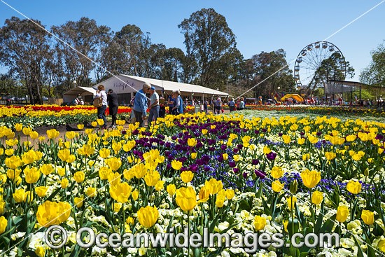 Floriade Festival, Commonwealth Park, Canberra, Australian Capital City, Australia. Floriade is Australia's biggest celebration of Spring that runs each year in Canberra during the months of September and October. Photo - Gary Bell