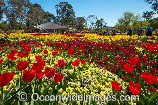 Floriade Festival Canberra photo Floriade Festival Canberra photo