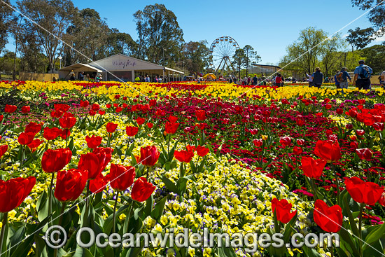 Floriade Festival Canberra photo