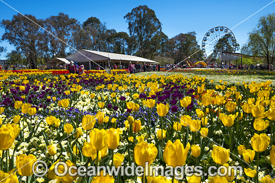 Floriade Festival Canberra photo