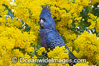 Gang-gang Cockatoo in wattle Photo - Gary Bell