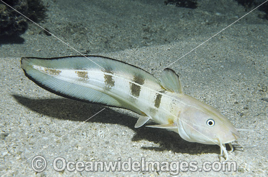 Striped Catfish (Plotosus lineatus). Found throughout the Indo-West Pacific, extending to sub-tropical regions. Seen in large schools, adults seperate at night to feed. Also known as Coral Catfish. Great Barrier Reef, Queensland, Australia Photo - Gary Bell Striped Catfish (Plotosus lineatus). Found throughout the Indo-West Pacific, extending to sub-tropical regions. Seen in large schools, adults seperate at night to feed. Also known as Coral Catfish. Great Barrier Reef, Queensland, Australia Photo - Gary Bell