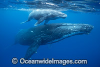 Humpback Whale mother and calf underwater Photo - Vanessa Mignon
