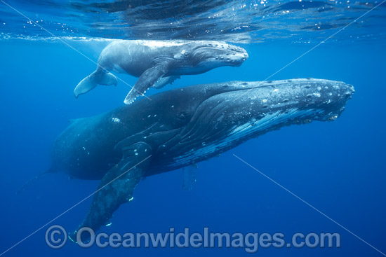 Humpback Whale mother and calf photo Humpback Whale mother and calf photo
