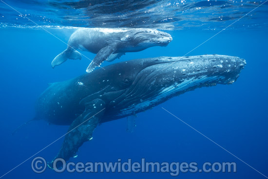 Humpback Whale mother and calf photo