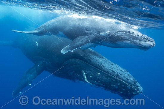 Humpback Whale mother and calf underwater photo