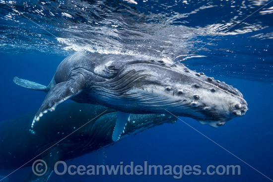Humpback Whale mother and calf underwater photo