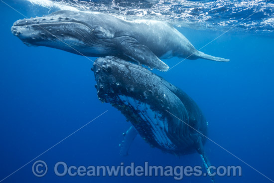 Humpback Whale mother and calf photo Humpback Whale mother and calf photo