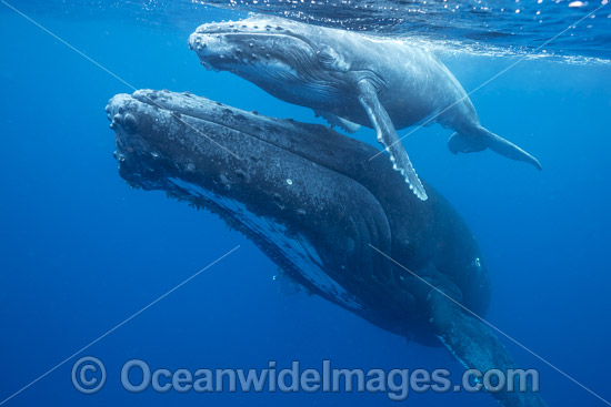 Humpback Whale mother and calf underwater photo