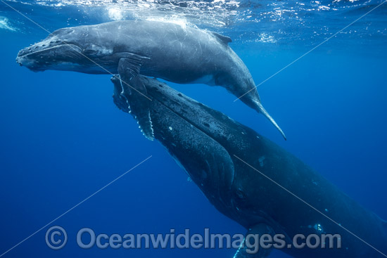 Humpback Whale mother and calf underwater photo