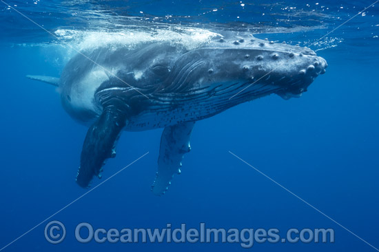 Humpback Whale underwater photo