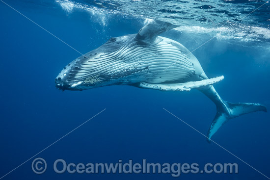 Humpback Whale underwater photo