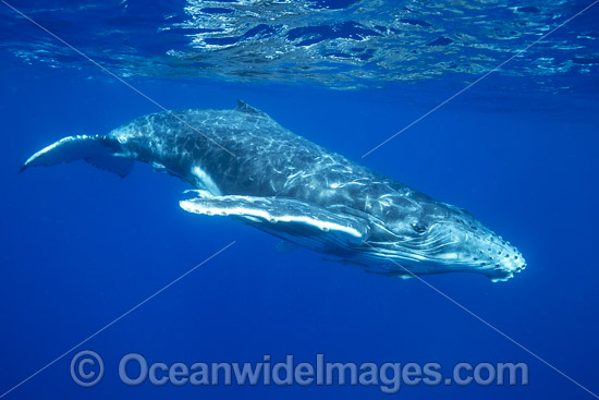 Humpback Whale calf photo