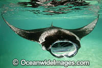 Giant Oceanic Manta Ray Photo - Vanessa Mignon